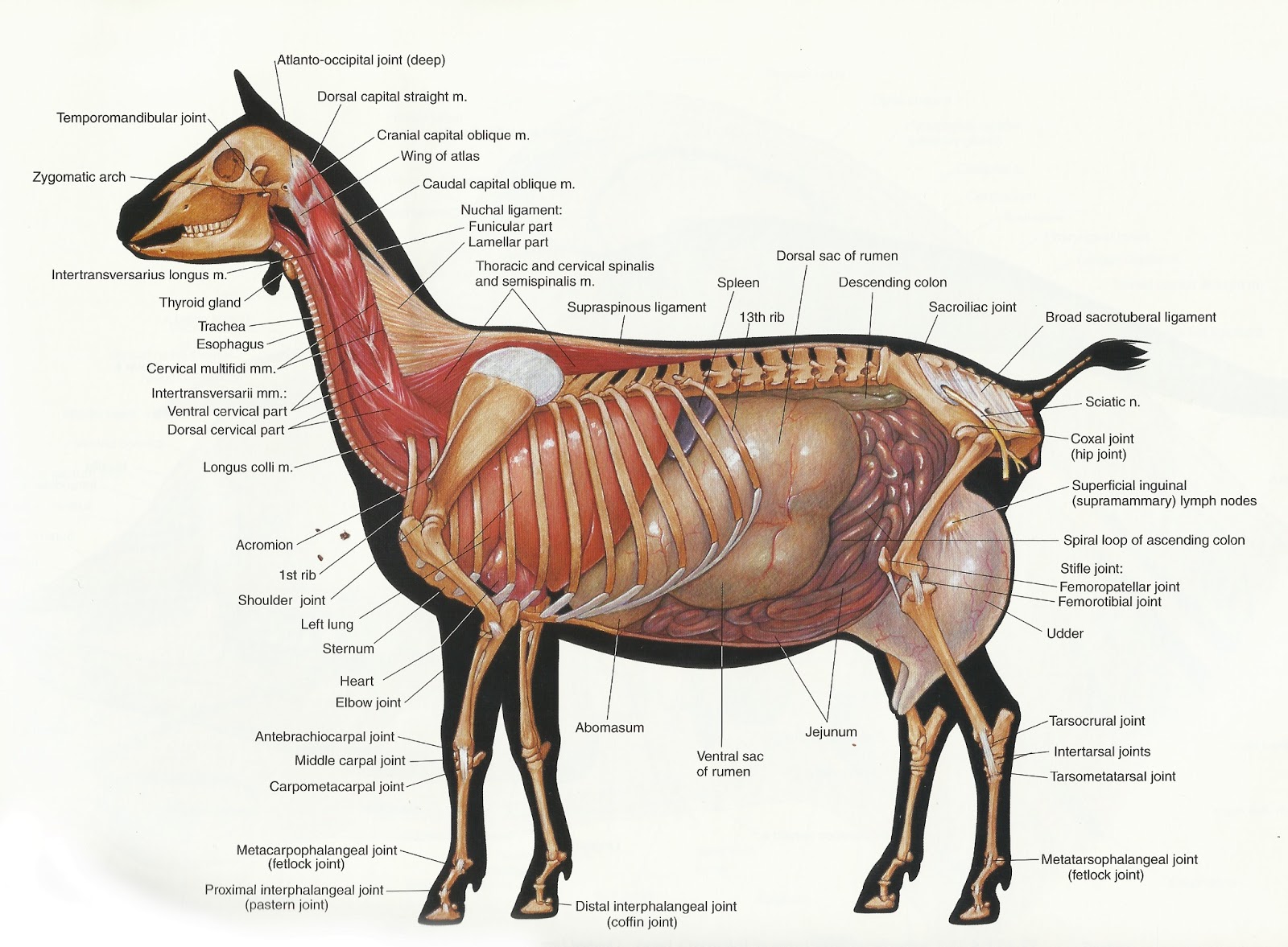Goat Anatomy - The Goat Chick